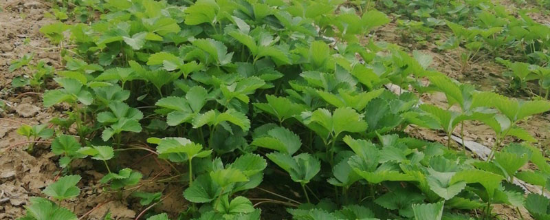 种植温室草莓有哪些具体的肥料方法