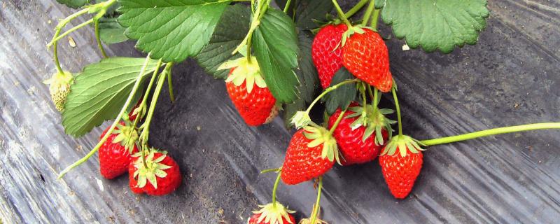 草莓是热的还是凉的？不洗的草莓可以吃吗