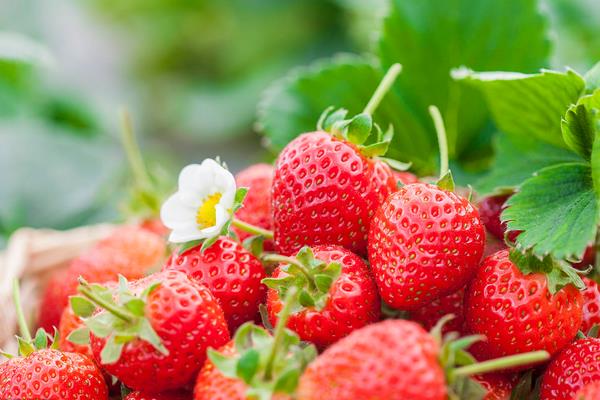 草莓品种产量高