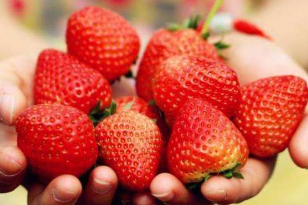 草莓苗会永远活下去吗