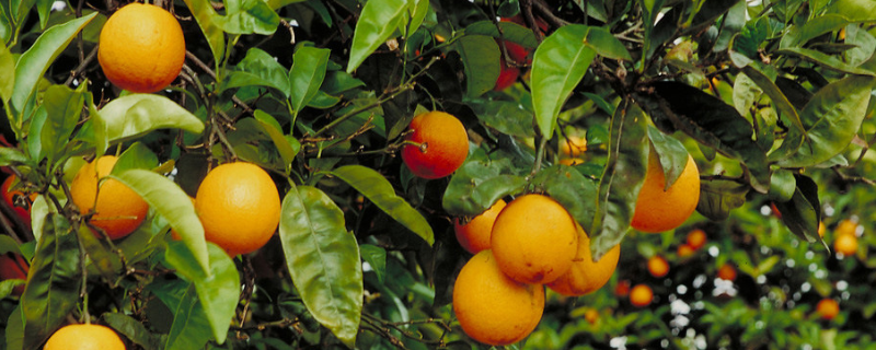 橙幼树管理技术