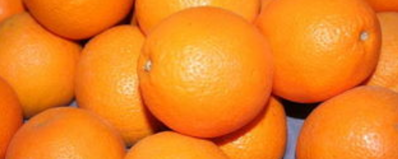 哪个省主要生产橙子？什么是著名的橙子品种