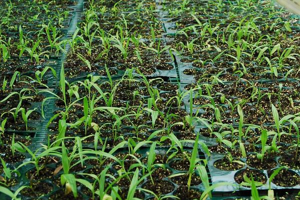 最新的益母草市场价格及种植效益