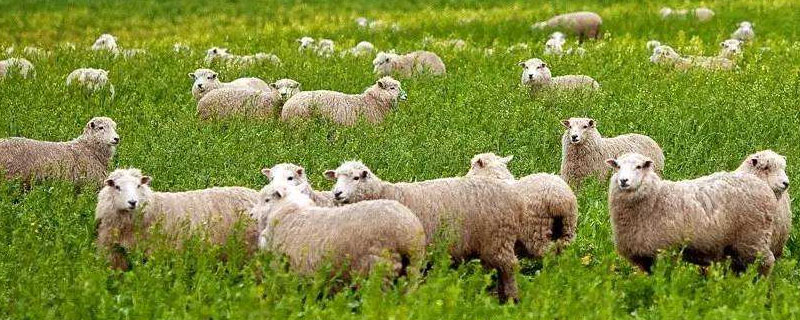 为何养羊看起来很简单，但它实际上是一项技术活动