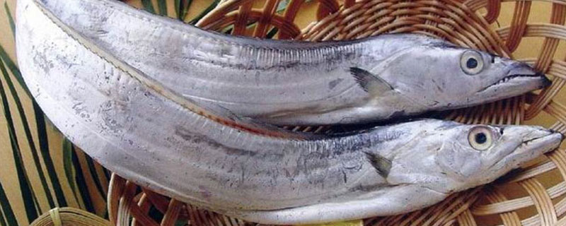 一斤带鱼批发多少钱？介绍不同带鱼品种的价格