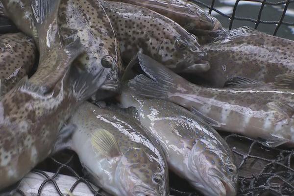 淡水石斑鱼与鳜鱼的区别，食用石斑鱼的宜忌人群介绍