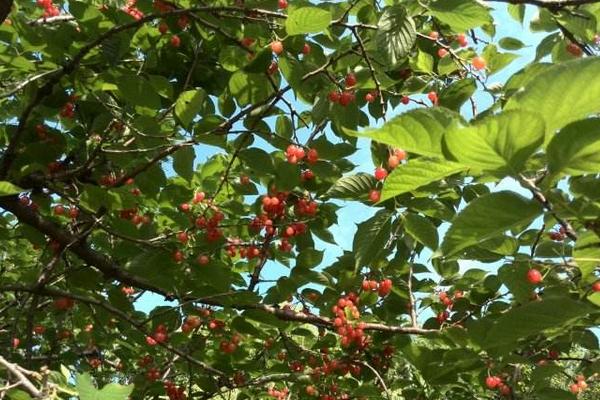 什么樱桃品种现在很受欢迎？这六个大樱桃品种深受市场喜爱