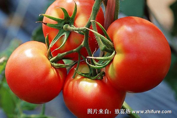 一斤西红柿多少钱