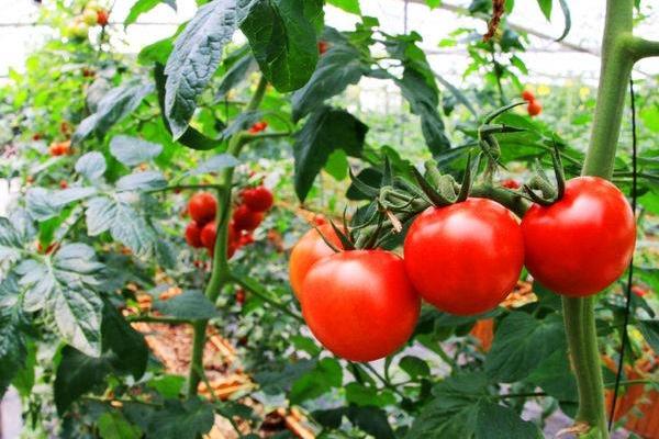 有哪些进口番茄品种