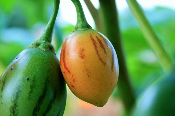 发现院子里种的番茄长了很多不定根。原因是什么