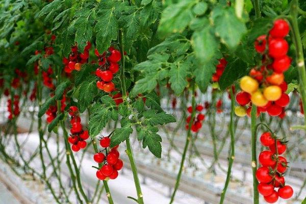 番茄是一种很好的经济作物，冬季如何管理温室番茄
