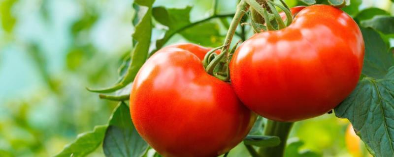 番茄白粉病的防治方法