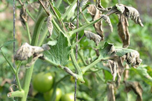 介绍番茄新品种及其生长特性