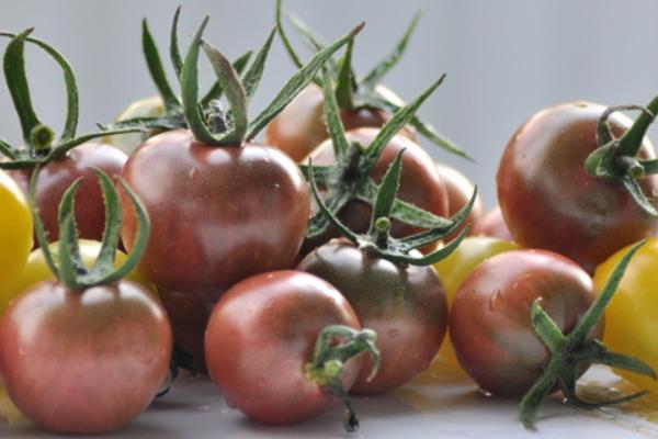 番茄肥害症状及预防措施