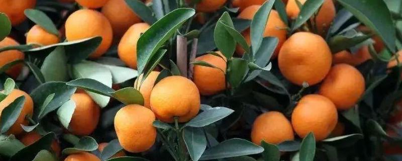 柑橘种子有哪些优质品种？如何育苗