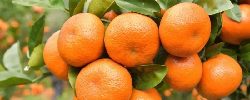 柑橘最好的三个品种是什么
