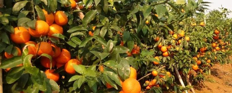 介绍最新上市的优质柑橘品种