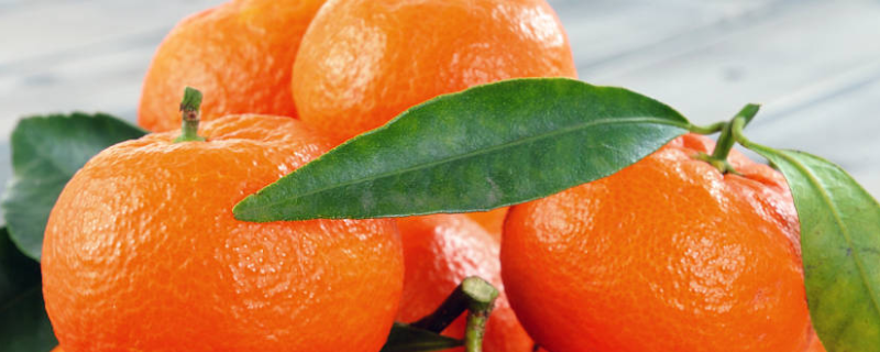 明天柑橘苗的批发价是多少？种植前景如何