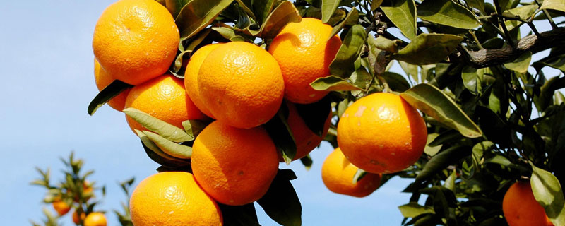 柑橘种植前景良好