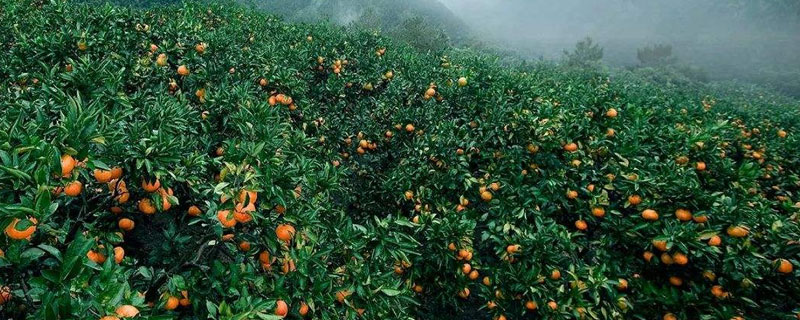 柑橘保花保果措施有哪些