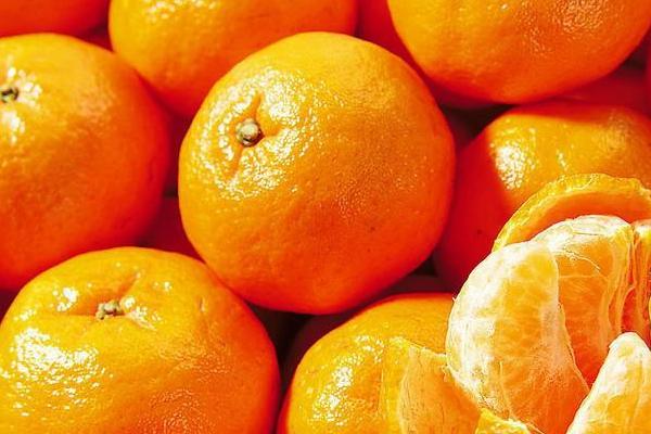 介绍高甜度柑橘品种