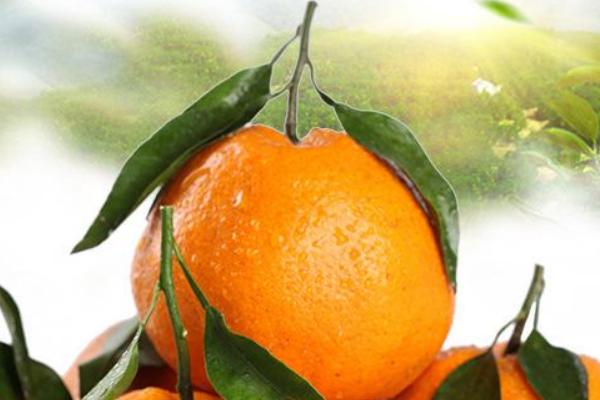 柑橘苔藓用什么药