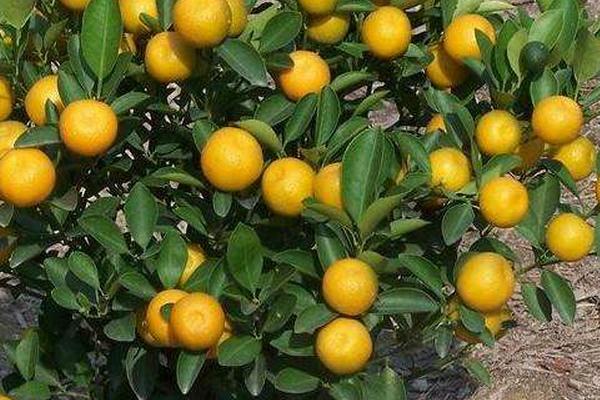 柑橘种植导致果实畸形的原因是什么？如何科学防治