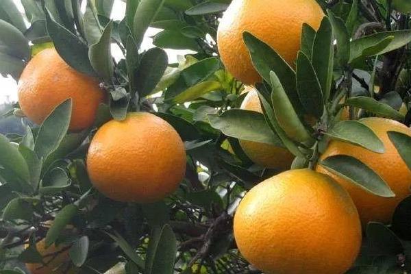促进柑橘生长的措施