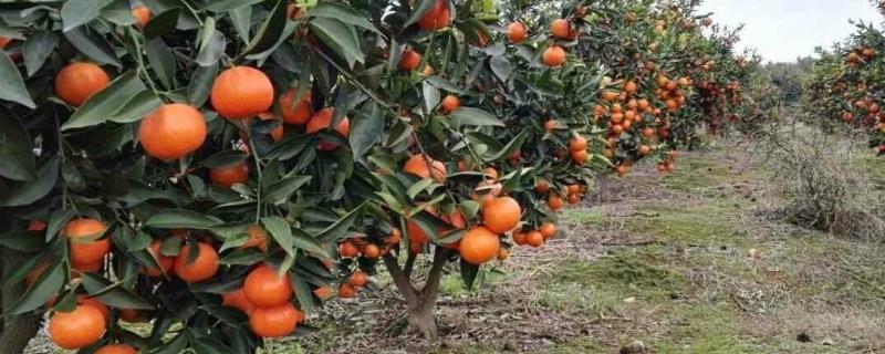 介绍优质高产柑橘品种