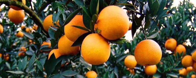 柑橘脚腐病用什么药？如何防治柑橘脚腐病