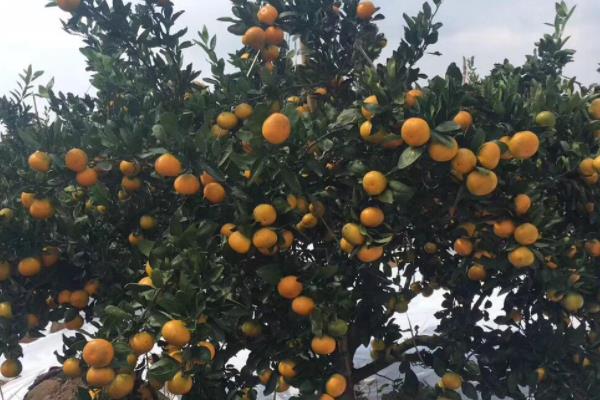 目前最高端的柑橘品种有哪些