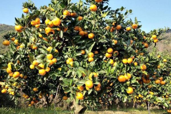 世界上最美味的柑橘排名