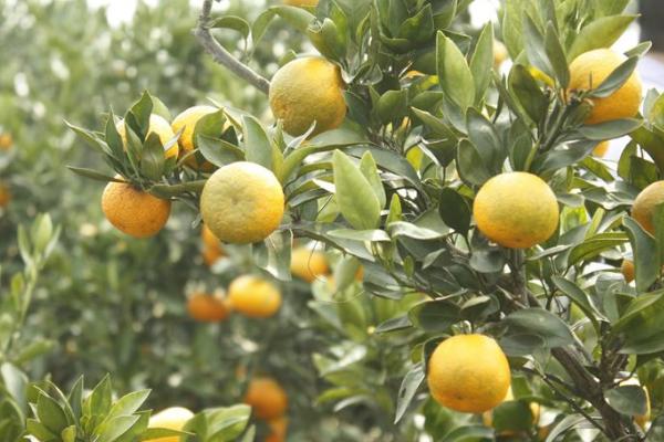 柑橘有哪些常见品种？柑橘黄龙病有哪些症状