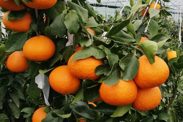 如何采摘柑橘
