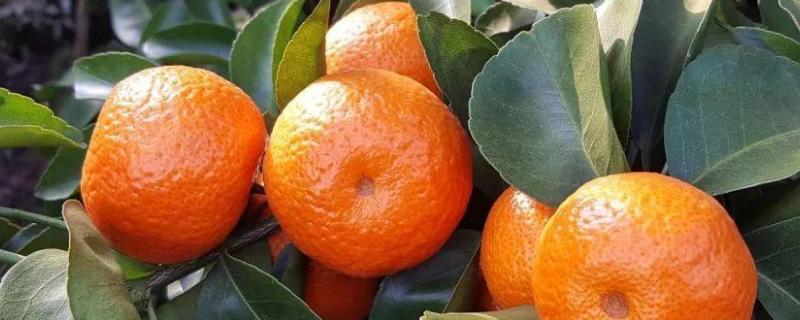 柑橘苗最甜的品种有哪些