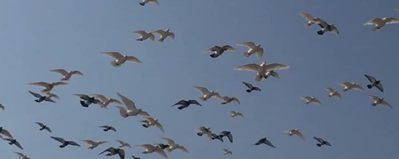 鸽子养殖成本及利润分析，农民开展鸽子养殖项目说明