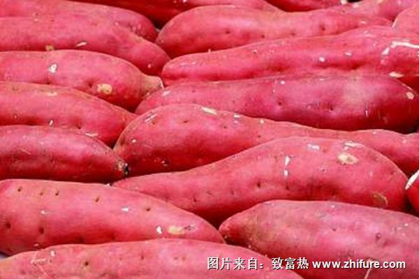 一亩红薯的种植成本和利润(附种植技术)