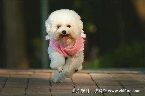 贵宾犬吃什么狗粮