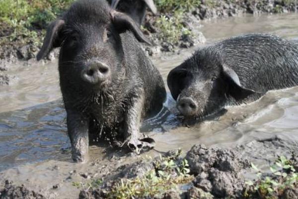 日常管理黑猪养殖
