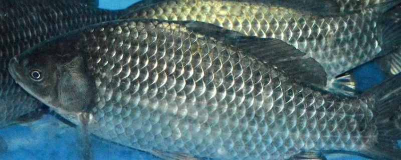 黄金鲫鱼的养殖优势是什么？分析了黄金鲫鱼的养殖效益和前景