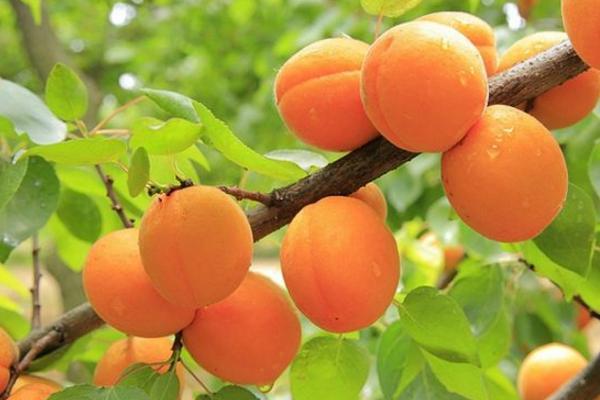 黄桃最新品种大全