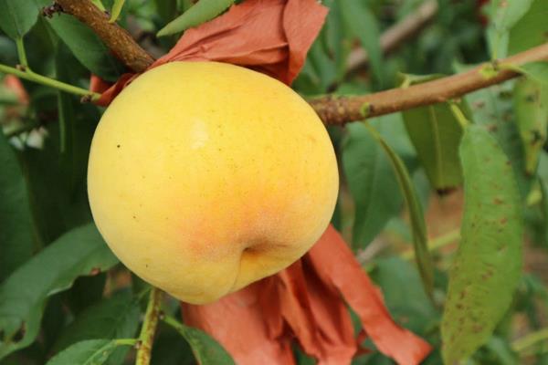 湖南地区有哪些著名的黄桃产区