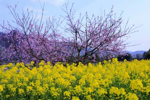 金桂花栽培技术