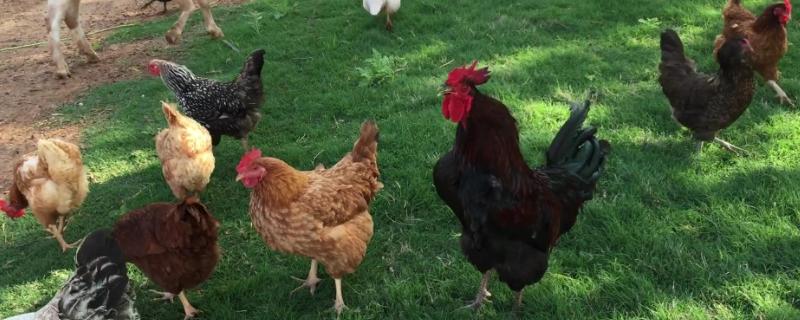 养殖家禽时经常会发现蛋鸡鼻炎，该怎么办