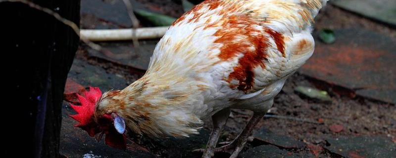 芦丁鸡个人能合法饲养吗