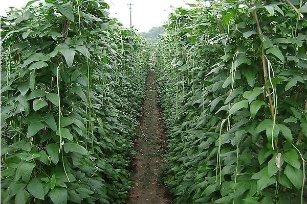 豇豆种植技术和管理的要点是什么