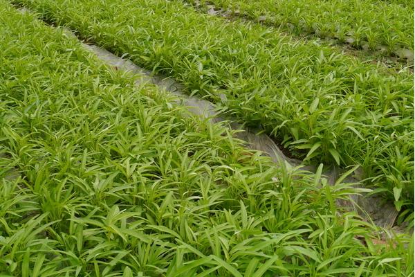 盆栽空心菜的种植方法