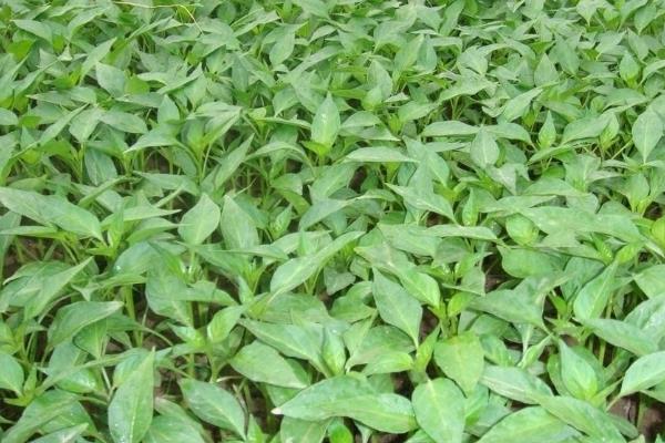大面积种植辣椒想增强抗旱能力，有哪些种植技巧