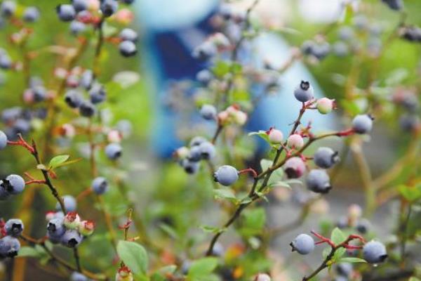 蓝莓一斤多少钱？蓝莓种植成本利润分析
