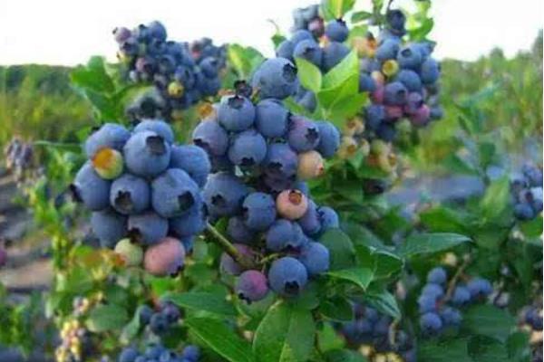 哪个蓝莓品种好吃